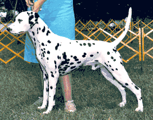 Toby winning the Veterans Class DCA week '81 in Ohio, handled by his owner at the time Judy Box
