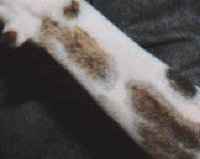 brindling on the inside of the leg