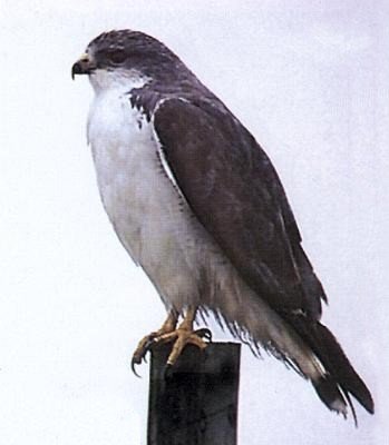 P�jaros Argentinos-Aguilucho Com�n