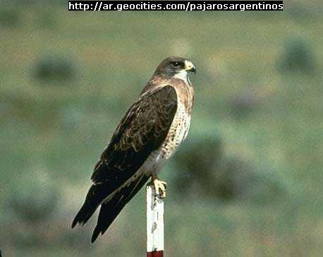 P�jaros Argentinos-Aguilucho langostero