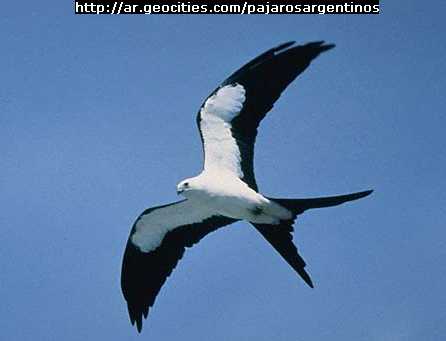 P�jaros Argentinos-Milano Tijereta