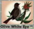 Olive White Eye