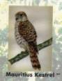 The Kestrel