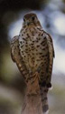 The Kestrel