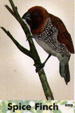 Spice Finch