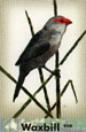Waxbill