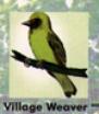 Village Weaver