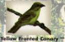Yellow Fronted Canary
