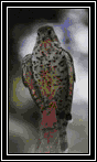 The Kestrel