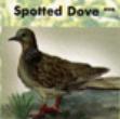 Spotted Dove