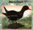 Moorhen