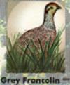 Indian Grey Francolin
