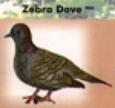 Zebra Dove