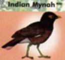 Indian Mynah