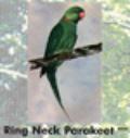 Ring Neck Parakeet