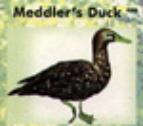 meddler's duck