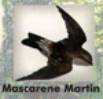 Mascarene Martin