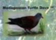 Turtle Dove