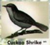 Cuckoo Shrike