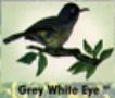 Grey White Eye