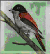 Fly Catcher