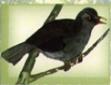Black Bulbul