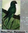 Parakeet