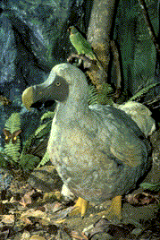 The dodo