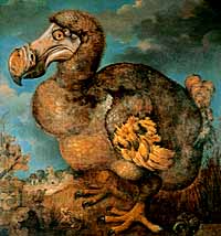 Jan Savery painting of a dodo