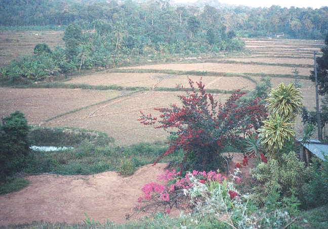 Paka View
