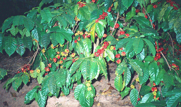 Coffee Plant