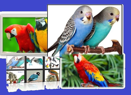 burung