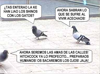 sin gatos, eshas mandan...