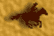 Horsey!