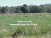 Emus