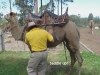 Camels