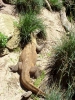 Komodo Dragon