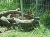 Zoo's 3 lion cubs