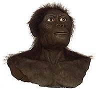 Representation of Australopithecus africanus