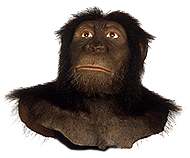 Representation of Australopithecus anamensis