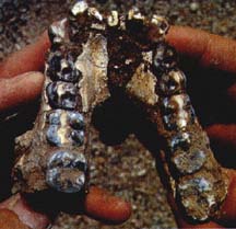 Anamensis mandible