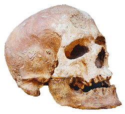 Cro-Magnon Skull