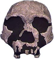 Homo ergaster skull