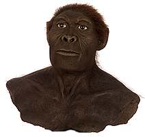 Representation of Homo habilis