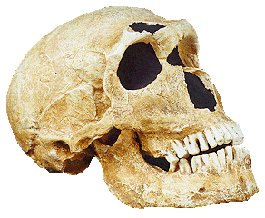 Neanderthal Skull