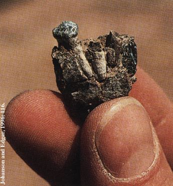 Upper Right Third Molar of Ardipithecus ramidus