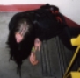 Brian
