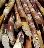 Photo of Sugar Cane