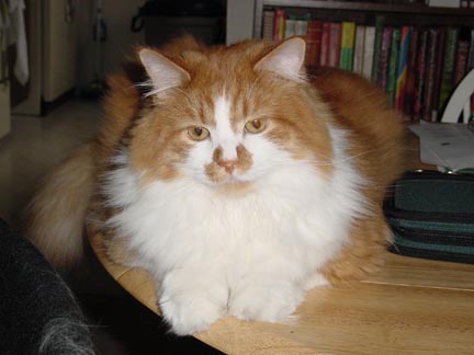 Charlie on the Table