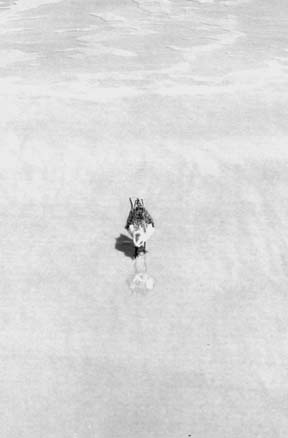 A plover, reflected on the wet sand